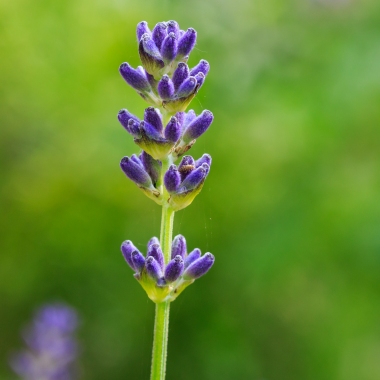 Lavender Essential Oil Population